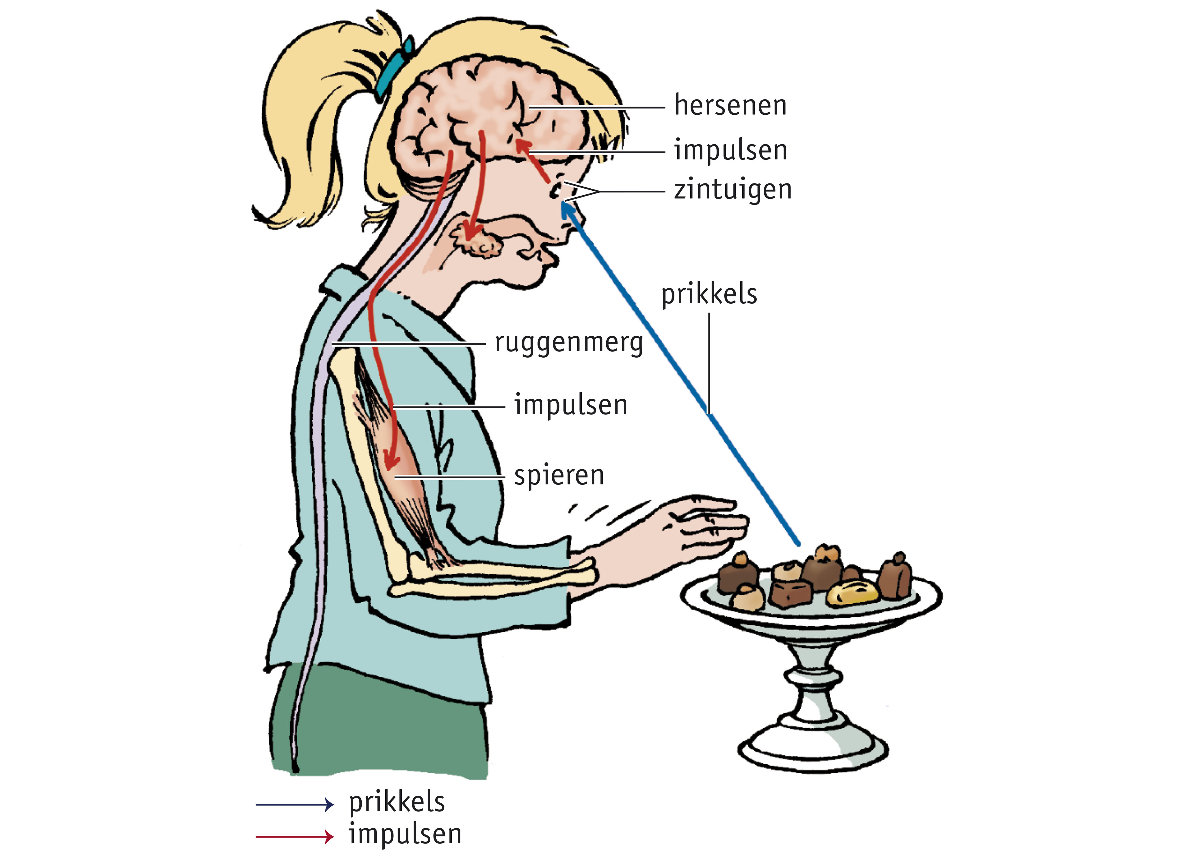 Werking van het zenuwstelsel | Havo-2 thema 5 Waarnemingen, zintuigen en  gedrag
