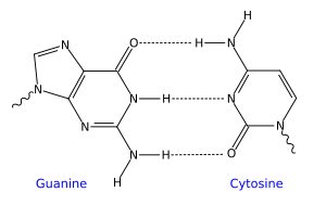 GC DNA base pair.svg