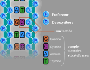 de structuur van DNA